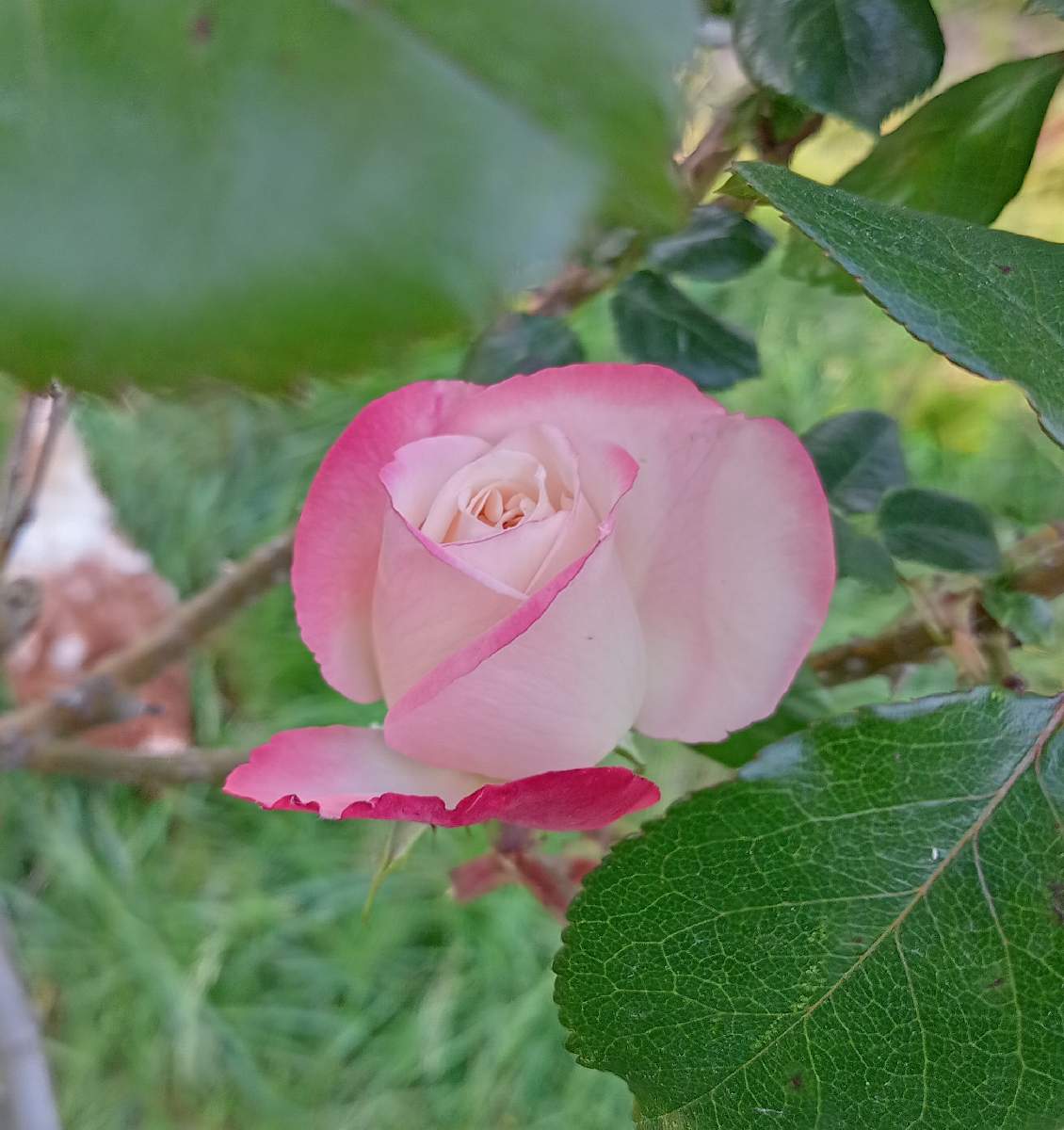 Eine Blüte, die Doris Zalusky darstellen soll. Sie ist eine der Personalverrechnerinnen der Firma Sibit.